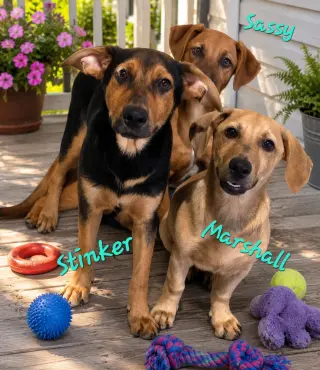 Stinker