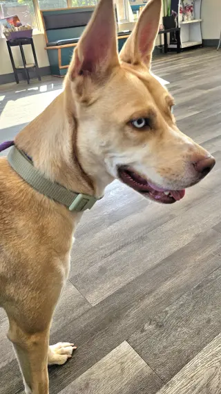 Stella