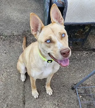 Stella