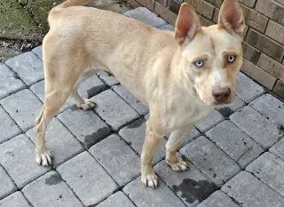 Stella