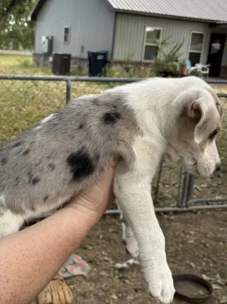 Roger ~ meet me!
