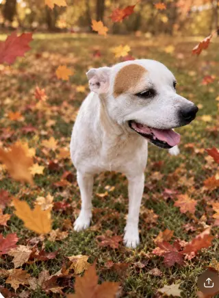 Pippa - new Fall pics