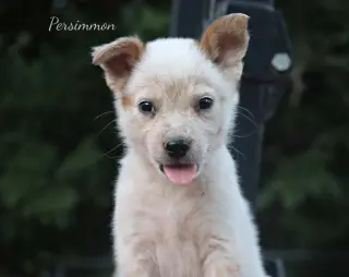 Persimmon