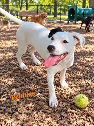 Pebbles