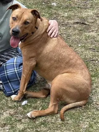 Ozzie