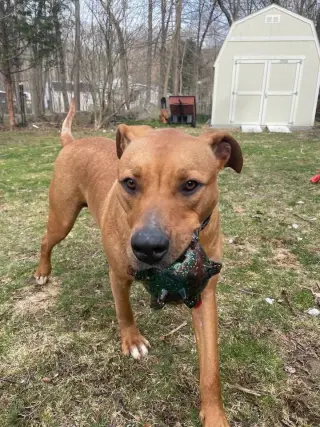 Ozzie