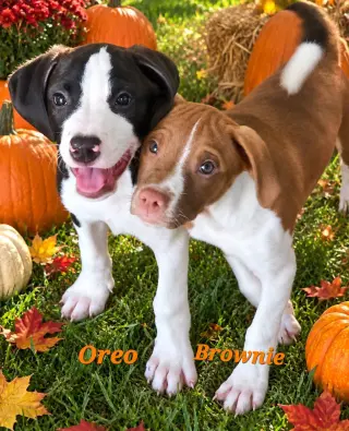 Oreo