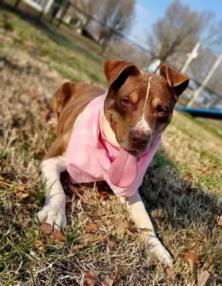 Mitzi