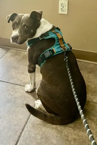 Mitzi
