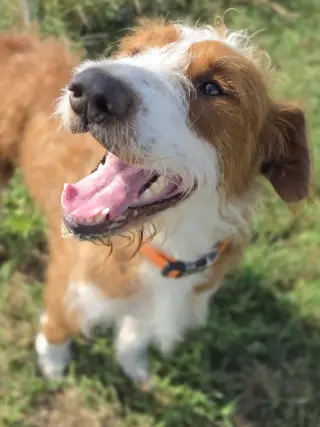 Maverick~adopted!