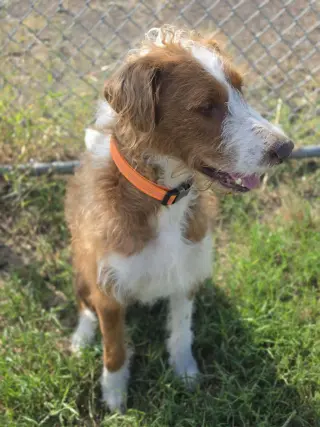 Maverick~adopted!