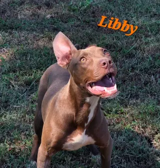 Libby