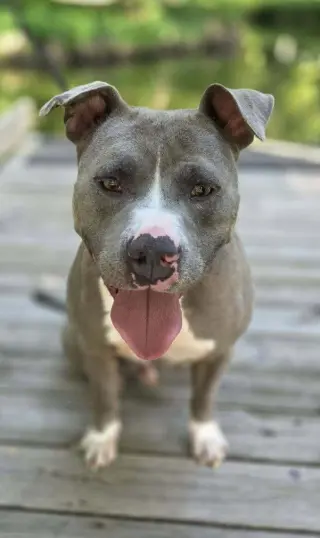 Hank the Tank