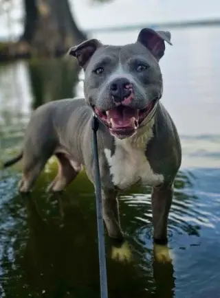 Hank the Tank