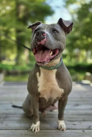 Hank the Tank