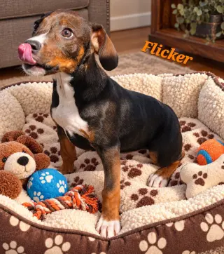 Flicker