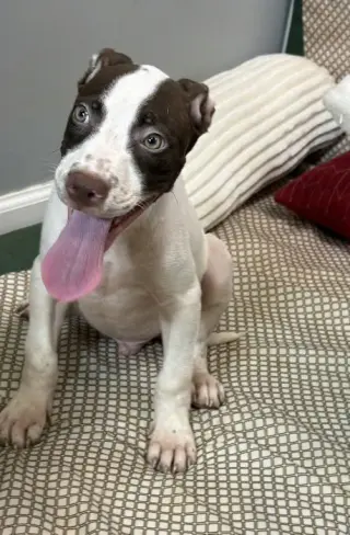 Doug