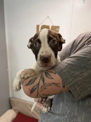 Doug