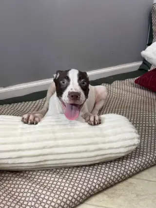 Doug