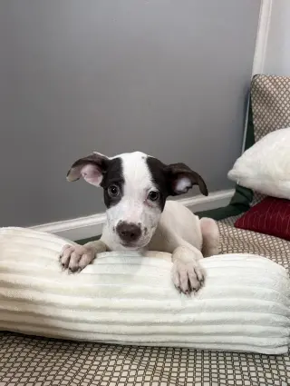 Didi