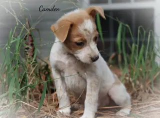 Camden Girl