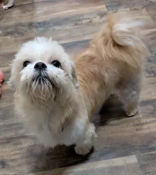 Bruno