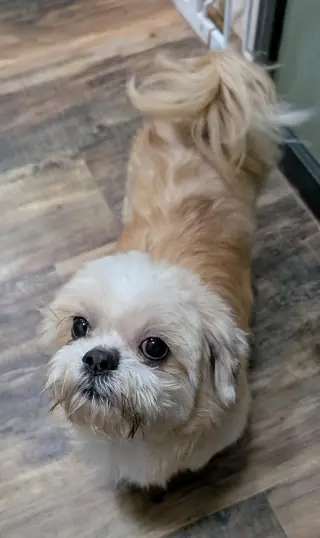 Bruno