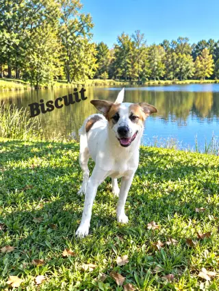 Biscuit