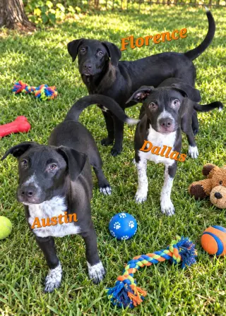 Austin