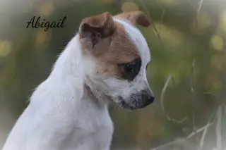 Abigail