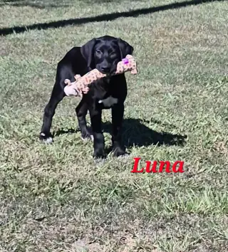 Luna