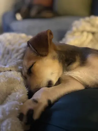 Banjo