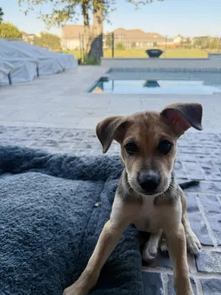 Banjo