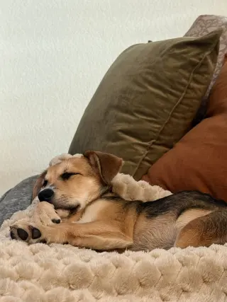 Banjo
