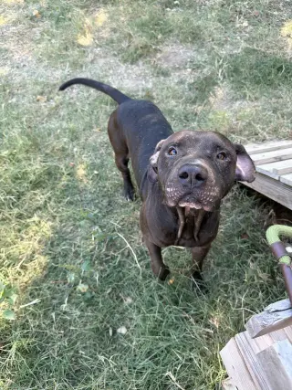 Booker