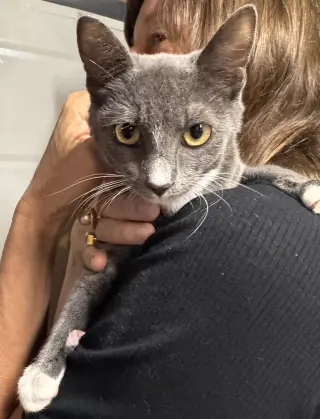 Gracie