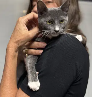 Gracie