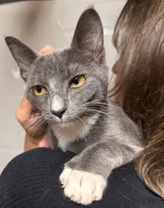 Gracie
