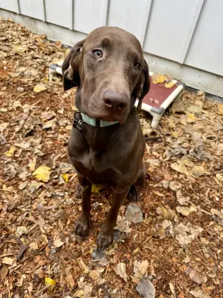 Rascal