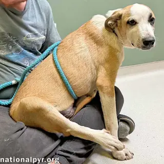 Pleekly in TN - Gives Sweet Kisses!