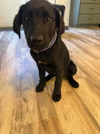 Jasper