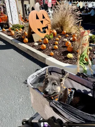 Pumkin