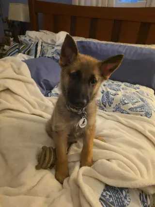 Gomez