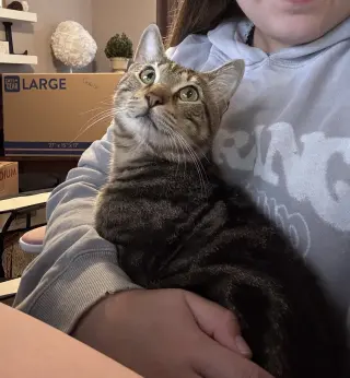 Benji