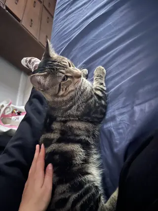 Benji