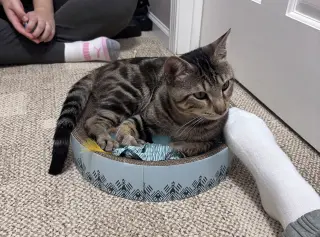 Benji