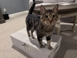 Benji