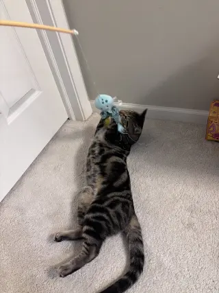 Benji
