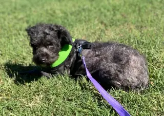 Poodlie
