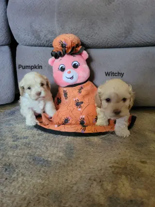 Halloween Town Ghouls: Pumpkin
